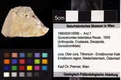 Foto (Objket + Etiketten) von Goniodromites bidentatus (Reuss, 1859) 